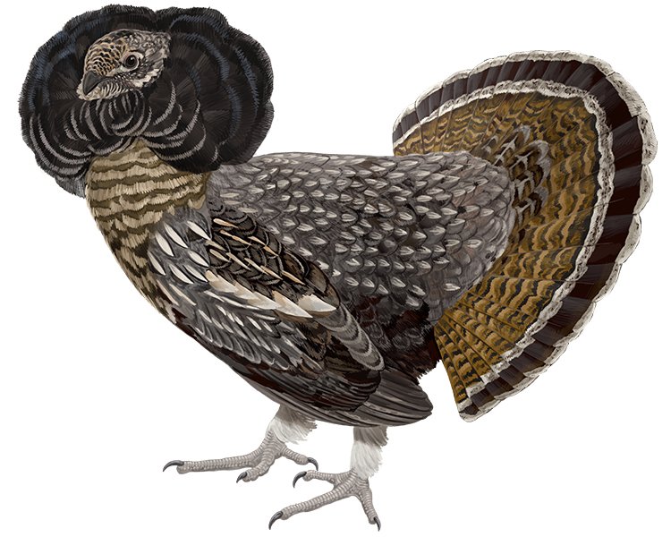 Zoe Keller | Professional Nature Art & Scientific Illustration
